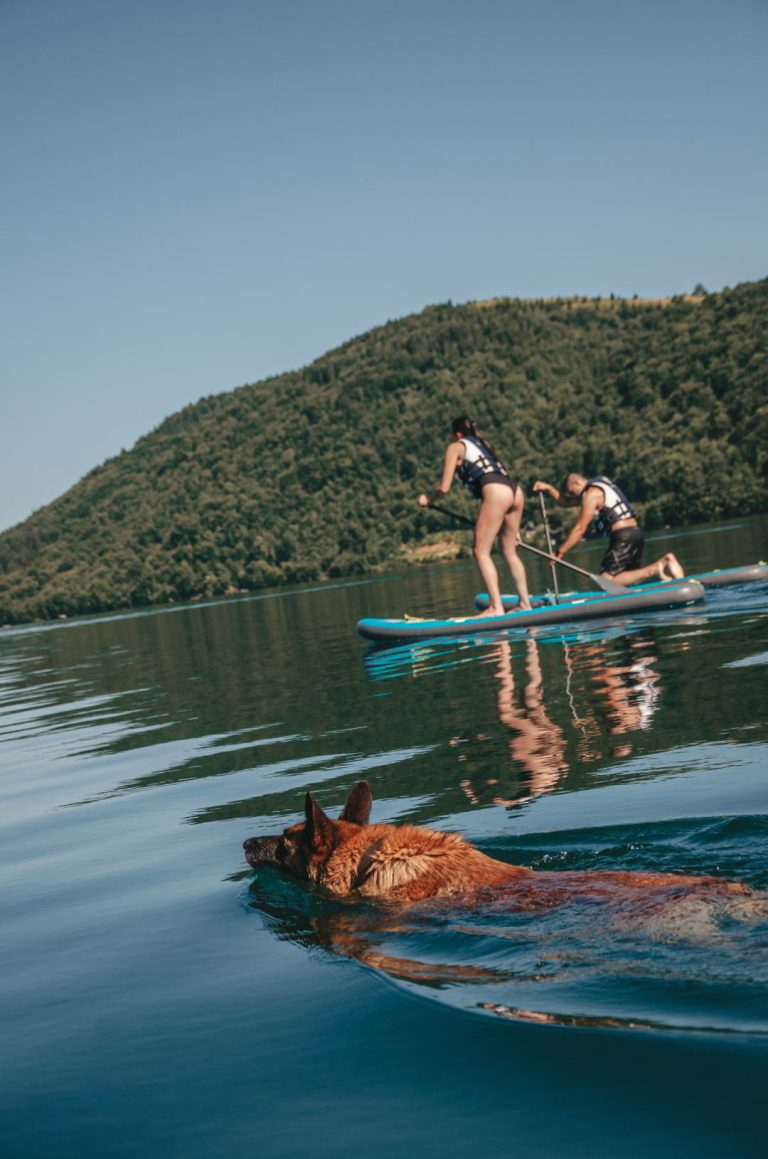 Pas pliva u jezeru dok dvoje mladih veslaju na SUP dasci